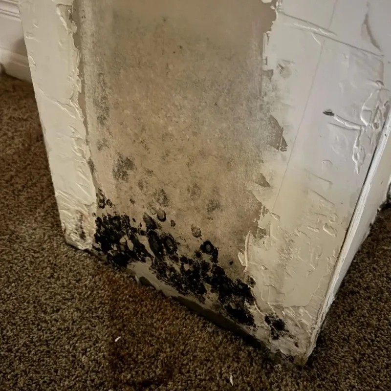 Professional Mold Removal in Van, TX